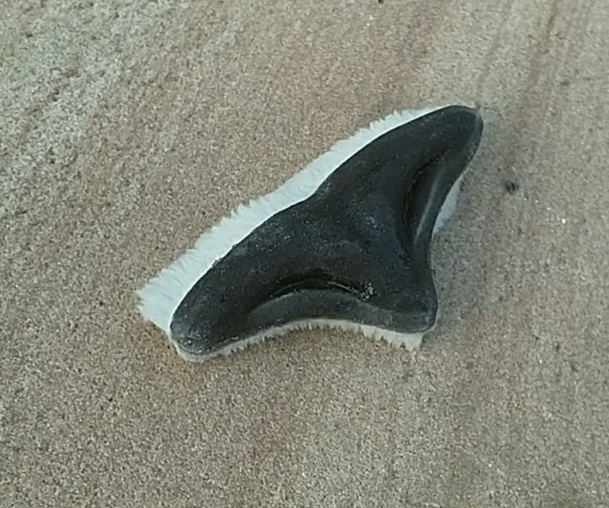 A close-up of Lilia's silicone nose, before it was applied to the head.